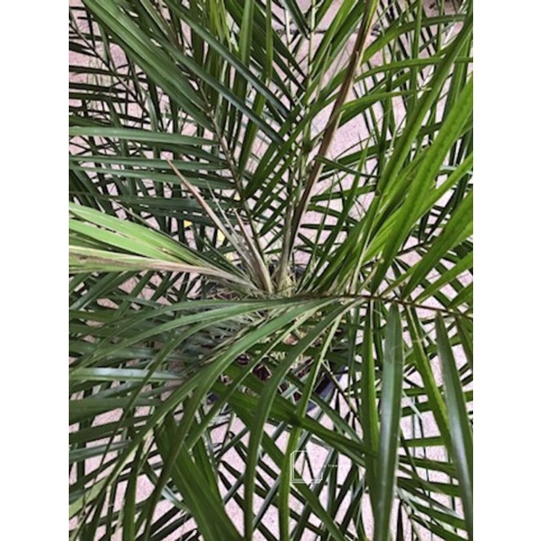 ต้นปาล์มสิบสองปันนา Pygmy date palmส่งแบบถุงดำ (1ต้น/แพคและไม่รวมกับต้นอื่นๆ)