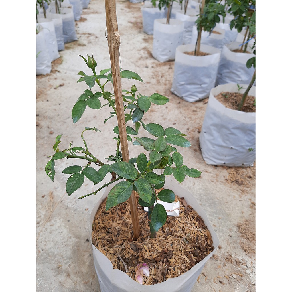 ต้นกุหลาบ Eckart Witzigmann Rose กุหลาบเยอรมัน ออกดอกทั้งปี ดอกสวยทรงถ้วย