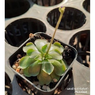 พิงกุย(Pinguicula cyclosecta)