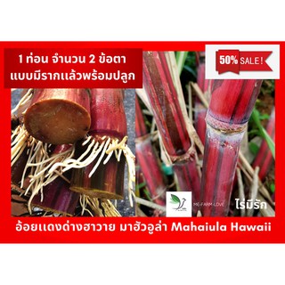 อ้อยเเดงด่างฮาวาย มาฮัวอูล่า Mahaiula Hawaii อ้อยสวยงาม ลำสีเเดง บางลำมีใบด่างขาว  มีแถบดำสวยมาก 1 ท่อน 2 ข้อตา ชำมีราก