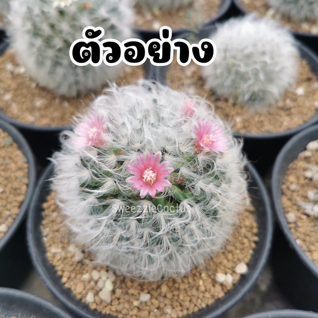 กระบองเพชร แคคตัส (Cactus) แมมขนแกะ (mammillaria bocasana cv. multilanata) ไม้ชำหน่อ ลุ้นสีดอก จัดส่งแบบถอดกระถาง