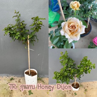 กุหลาบทรีโรส Honey Dijon (ฮันนี่ดิจอร์น) กุหลาบสีวินเทจ กลิ่นหอม