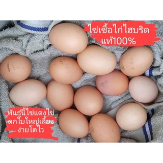 ไข่ไก่เชื้อ1ฟองพันธุ์ไฮบริด ไก่ไข่ดกใบโตเลี้ยงง่ายโตไว ไข่เนื้อแดงโปรตีนสูงนำไปฟักไม่เกิน21วันออกเป็นตัว