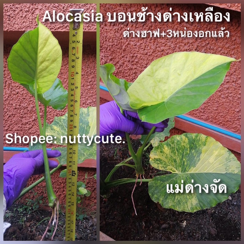 Alocasia บอนหูช้างด่างเหลือง+ลูกติด3หน่อ