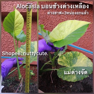 Alocasia บอนหูช้างด่างเหลือง+ลูกติด3หน่อ