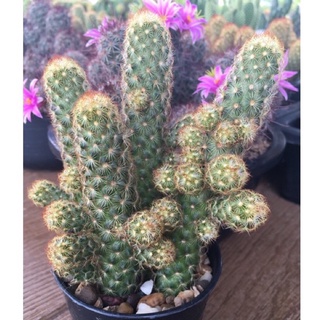 Mammillaria elongata แมมนิ้วทอง/นิ้วนาก