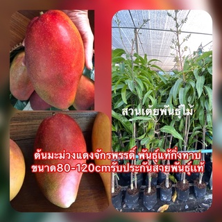 ต้นมะม่วงแดงจักรพรรดิ์ พันธุ์​แท้กิ่งทาบ 🥭ขนาด80-120cmรับประกันสายพันธุ์เเท้