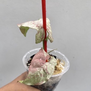 มิ้ลค์คอนเฟตติ Syngonium Milk Confetti