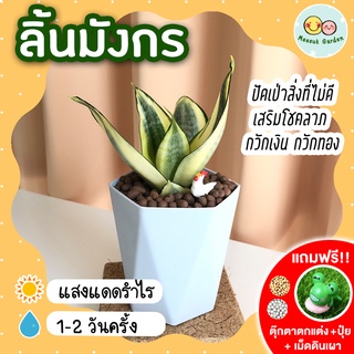 ลิ้นมังกร กระถาง 3.5 นิ้ว [แถมฟรี! เม็ดดินเผา + ปุ๋ย + ตุ๊กตาตกแต่ง] หอกพระอินทร์ สยามซิลเวอร์ ต้นไม้ฟอกอากาศ ปลูกในบ้าน