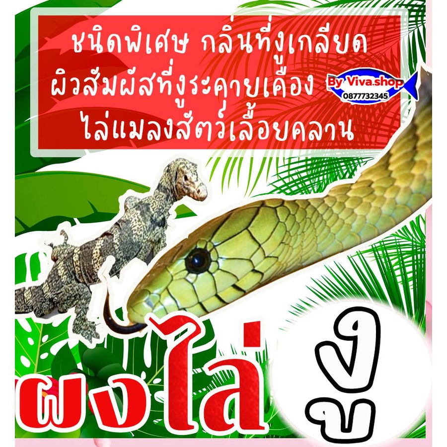 ผงไล่งูตัวเงินตัวทอง 3000กรัม ผสมดินเบา (SS-3) รูปที่ 5