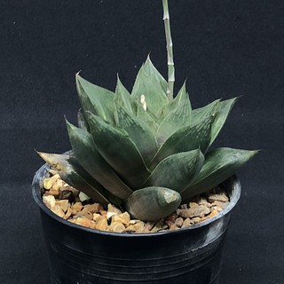 Haworthia ฮาโวเทีย ขนาดใหญ่