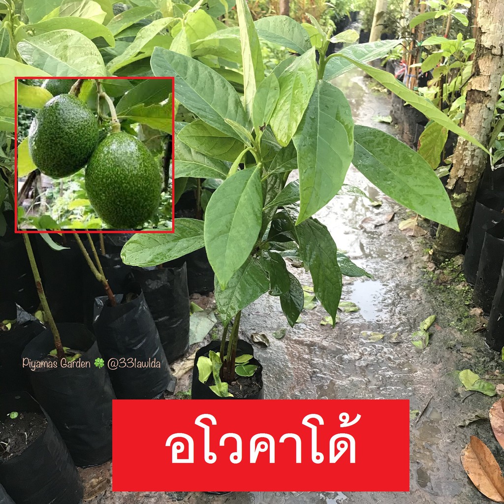 ต้นอโวคาโด้ Avocado เพาะเมล็ด ต้นสวยเเข็งเเรง ขายราคาหน้าสวน