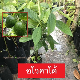 ต้นอโวคาโด้ Avocado เพาะเมล็ด ต้นสวยเเข็งเเรง ขายราคาหน้าสวน