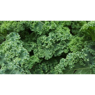 เมล็ดพันธุ์ เคลควีน Curly Green Kale ผักเคล ราชินีผักใบเขียว เคล คะน้าใบหยิก