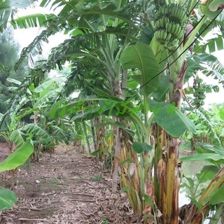 หน่อกล้วยน้ำว้า ปากช่อง 50 (Pisang Awak Banana Shoot) สั่งซื้อได้ไม่เกิน 5 หน่อต่อ 1 คำสั่งซื้อค่ะ