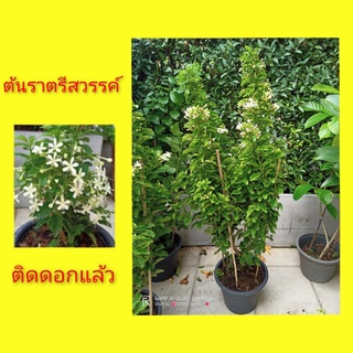 ต้นราตรีสวรรค์ ราตรีสวรรค์ ดอกหอม กระถาง 11"