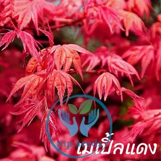 เมล็ดเมเปิ้ล 30 เมล็ด เมล็ดใหม่ พ.ย. 2025 ***ศึกษาวิธีเพาะได้ในรายละเอียดสินค้า****