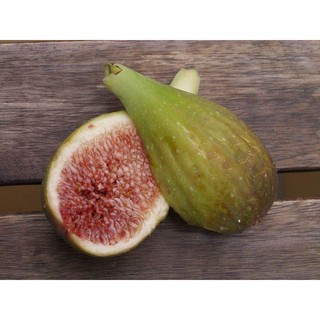 Figs ต้นมะเดื่อฝรั่ง พันธุ์ Longue d Aout  จัดส่งพร้อมกระถาง 6 นิ้ว ลำต้นสูง 45-50 ซม