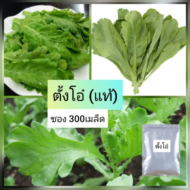 เมล็ดผักตั้งโอ๋ 300เมล็ด ตั้งโอ๋ของแท้ ใบนุ่ม งอกดี พร้อมส่ง
