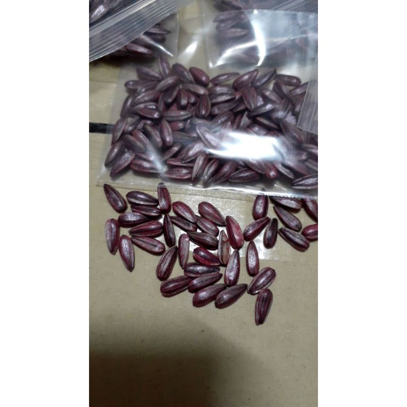 เมล็ดพันธุ์ทานตะวันอะควอร่า6 บรรจุ100เมล็ด ดอกใหญ่ให้ผลผลิตสูง - รูปที่ 4