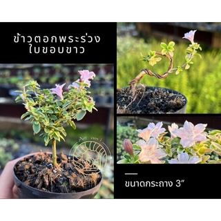 ข้าวตอกพระร่วงใบขอบขาว 🌸 บอนไซจิ๋ว กระถาง 3” ซากุระแคระ