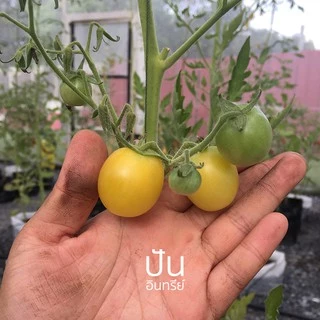 เมล็ดผักนำเข้า มะเขือเทศเชอรี่ สีเหลือง Yellow Cherry Tomato (Organic Seed) ทรงกลม ปันอินทรีย์
