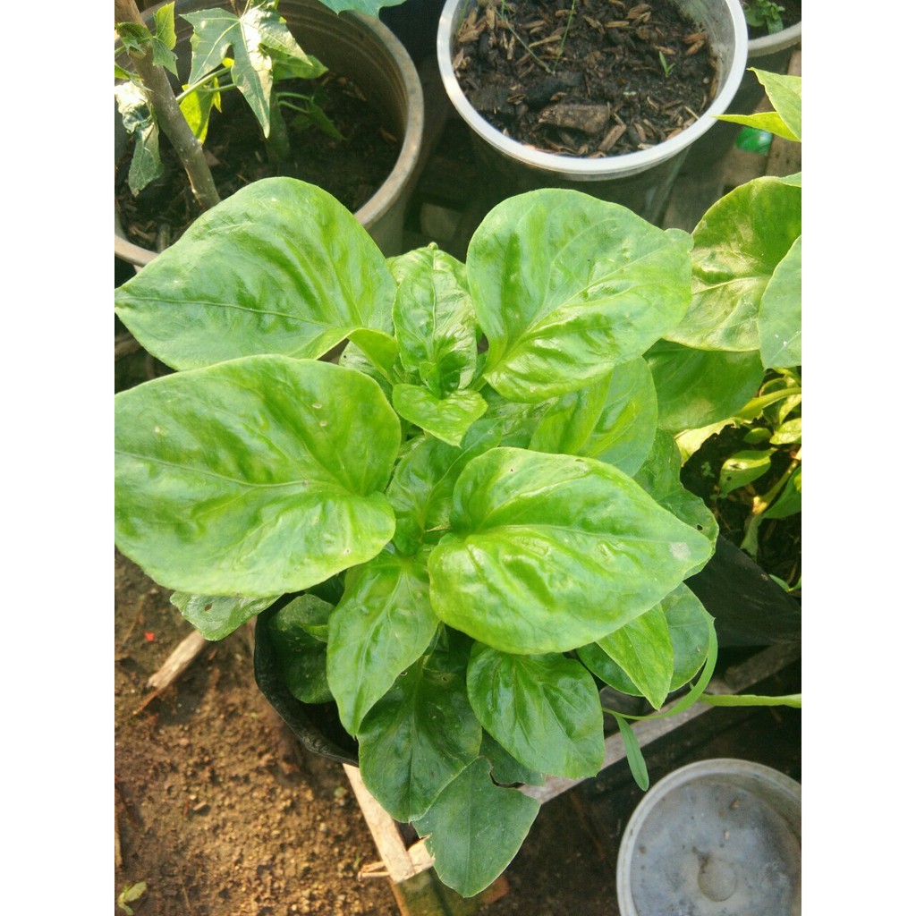 ต้นพันธ์ุ วอเตอร์เครสฮาวาย (Watercress) ราชินีแห่งผักสำหรับคนรักสุขภาพ - รูปที่ 4