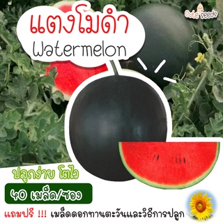 เมล็ดพันธุ์แตงโมดำ 40เมล็ด อัตราการงอก95% ปลูกง่าย โตไว (แถมฟรี เมล็ดผักทุกออเดอร์)