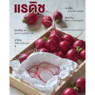 เรด แรดิชสด Red radish หัวไชเท้าญี่ปุ่น หัวไชเท้าแดง หัวไชเท้าฝรั่ง