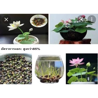 20เมล็ด เมล็ดพันธุ์ดอกบัวจิ๋ว เมล็ดพันธุ์ดอกไม้ ดอกบัวจิ๋ว บัวแคระคละสี ปลูกง่าย ออกดอกไว พร้อมส่งในไทย