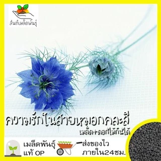 เมล็ดพันธุ์ ชุดดอกไม้กินได้ สายพันธุ์แท้ ปลูกต่อได้ พร้อมส่ง คอร์นฟลาวเวอร์/คาเลนดูล่า/ไวโอล่าสามสี/ความรักในสายหมอก