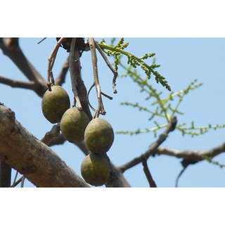 เมล็ดพันธุ์มะกอกป่าสำหรับปลูก  มะกอก (Hog plum) (ใช้ใส่ตำส้มตำอร่อยอร่อยมาก)  10เมล็ด 29  บาท