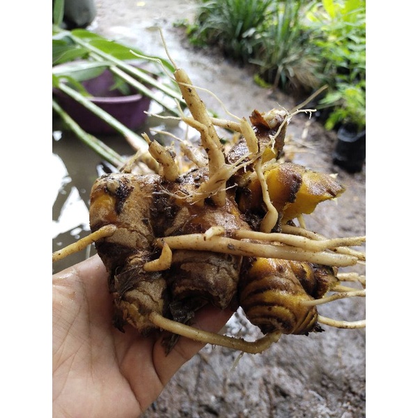 ว่านไพรเหลือง หรือปูเลย กิโลกรัมละ 50-80บาท ปลูกแบบออแกนิก ปลอดสารพิษ