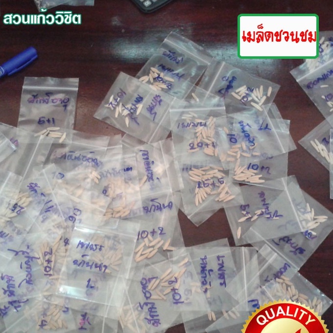 เมล็ดชวนชม เขาแกะบังหวัง 1 ซอง บรรจุ 5 เม็ด เมล็ดชวนชมเก็บใหม่ ตามฤดูกาล สดใหม่จากสวนแก้ววิชิต - รูปที่ 2