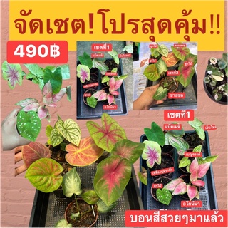 บอนสีจัดเซ็ทหลายสายพันธุ์(ราคาโปรโมชั่น)ในราคาเดียว499฿ได้หลายต้นเลื่อนดูภา