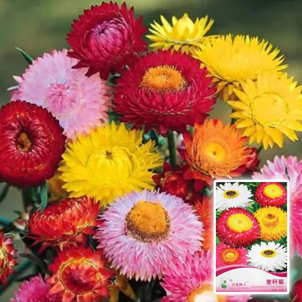 My Image 23