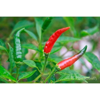 （เมล็ดพันธุ์ ถูก คละ）ต้นกล้าพริกชี้ฟ้า  พร้อมปลูก กล้าละ 10 บาท I800