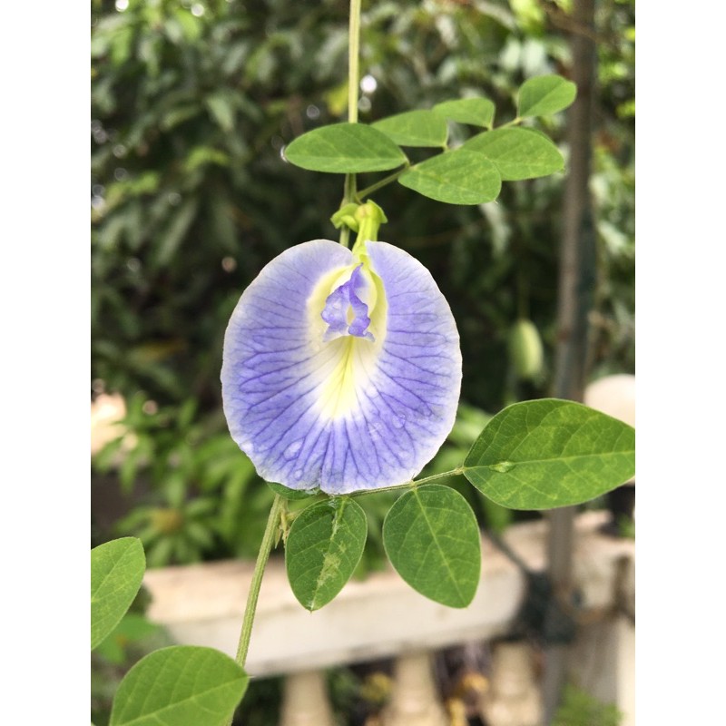 🌱เมล็ดอัญชันสีฟ้า 10/50 เมล็ด อัญชันม่วงอ่อน ฟ้าขาว White butterfly pea