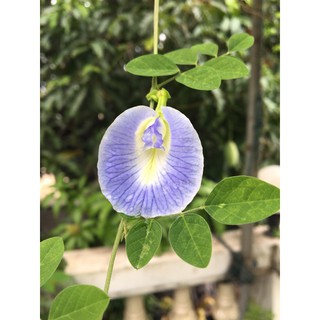 🌱เมล็ดอัญชันสีฟ้า 10/50 เมล็ด อัญชันม่วงอ่อน ฟ้าขาว White butterfly pea