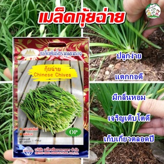 เมล็ดกุ้ยฉ่าย (Chinese Chives) เมล็ดพันธุ์ เมล็ดพันธุ์ผัก เมล็ดพันธุ์พืช ผักสวนครัว ตราภูเขาทอง