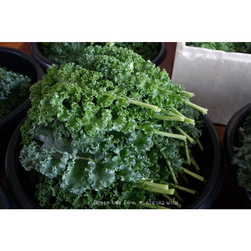 🌈ผักเคลใบหยิกเขียว 500 กรัม ตัดสดตามออเดอร์จากฟาร์ม - รูปที่ 3