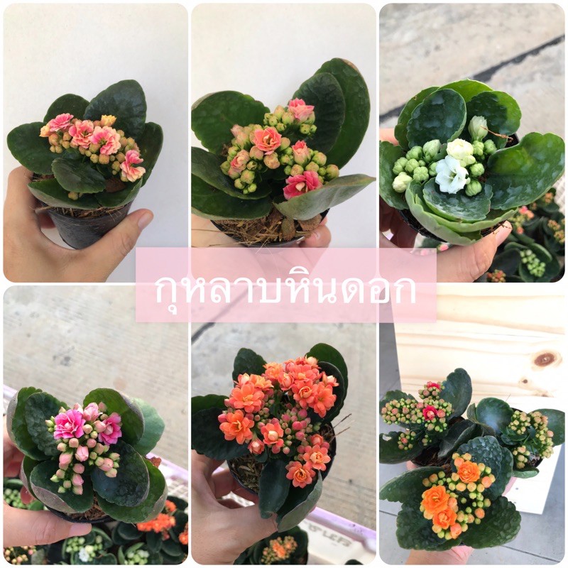กุหลาบหินดอก ดอกสวย น่ารัก ไม้อวบน้ำ เลี้ยงง่าย