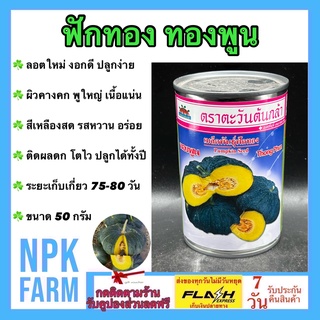 ฟักทอง ทองพูน ขนาด 50 กรัม ตะวันต้นกล้า ผิวคางคก พูใหญ่ เนื้อแน่น สีเหลืองสด รสหวาน ติดผลดก โตเร็ว ปลูกได้ทั้งปี