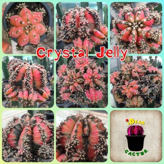 ยิมโนด่าง โคลน Crystal jelly