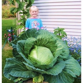 เมล็ดพันธุ์ กะหล่ำปลียักษ์ (Giant Russian Cabbage Seed) บรรจุ 50 เมล็ด คุณภาพดี ราคาถูก ของแท้ 100%