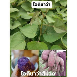 ยอดมันหวานญี่ปุ่นโอกินาว่าสีม่วง (100 ยอด ยอดละ 4 บาท)​