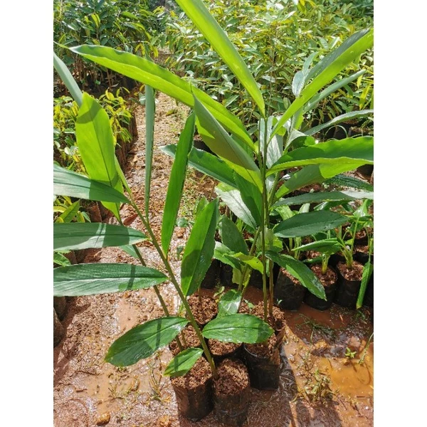 เร่วหอม ZINGIBERACEAE สมุนไพรไทย