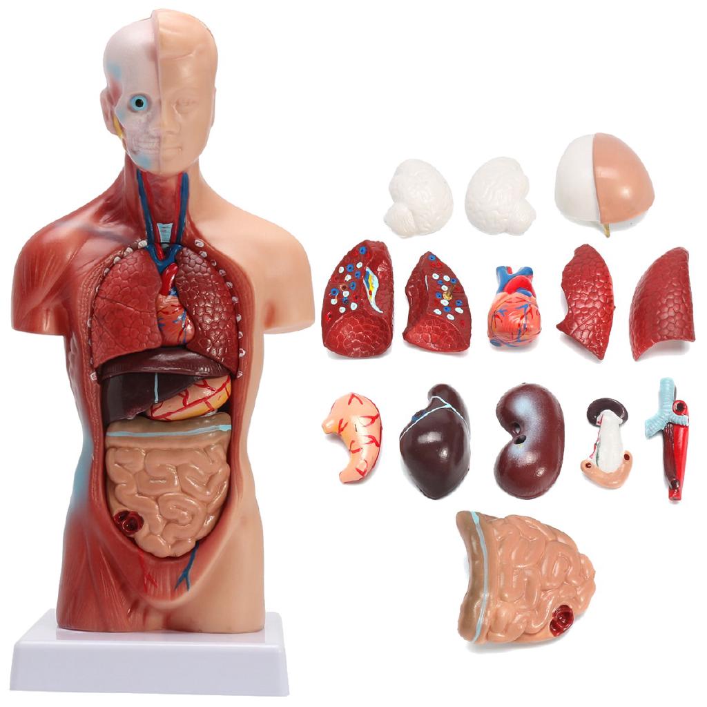 28CM Unisex Human Organ Anatomy Model Viscera Heart Brain AZXV