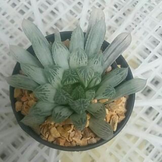 ฮาโวเทียซิลเวอร์ (ใหญ่) ต้นไม้อวบน้ำ succulent