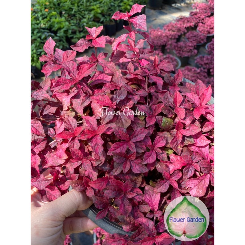 F106 มณีล้อมเพชร💎  ไม้มงคล สีสวย ไม้คลุมดิน ส่งทั้งกระถาง 8 นิ้ว ต้นไม้มงคล ใบสีแดง